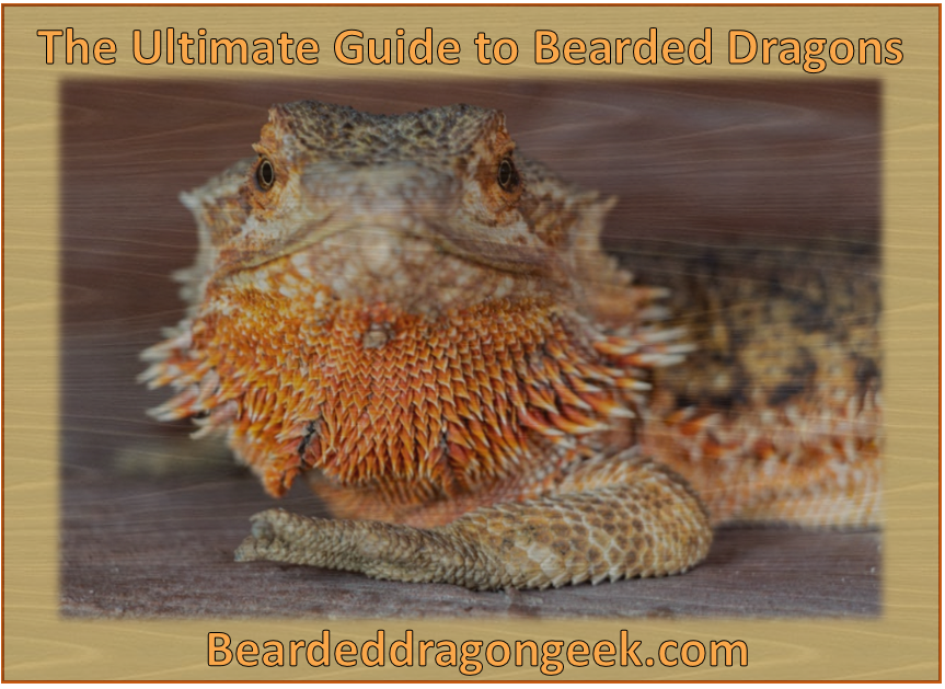 The Ultimate Guide to Bearded Dragons beardeddragongeek.com