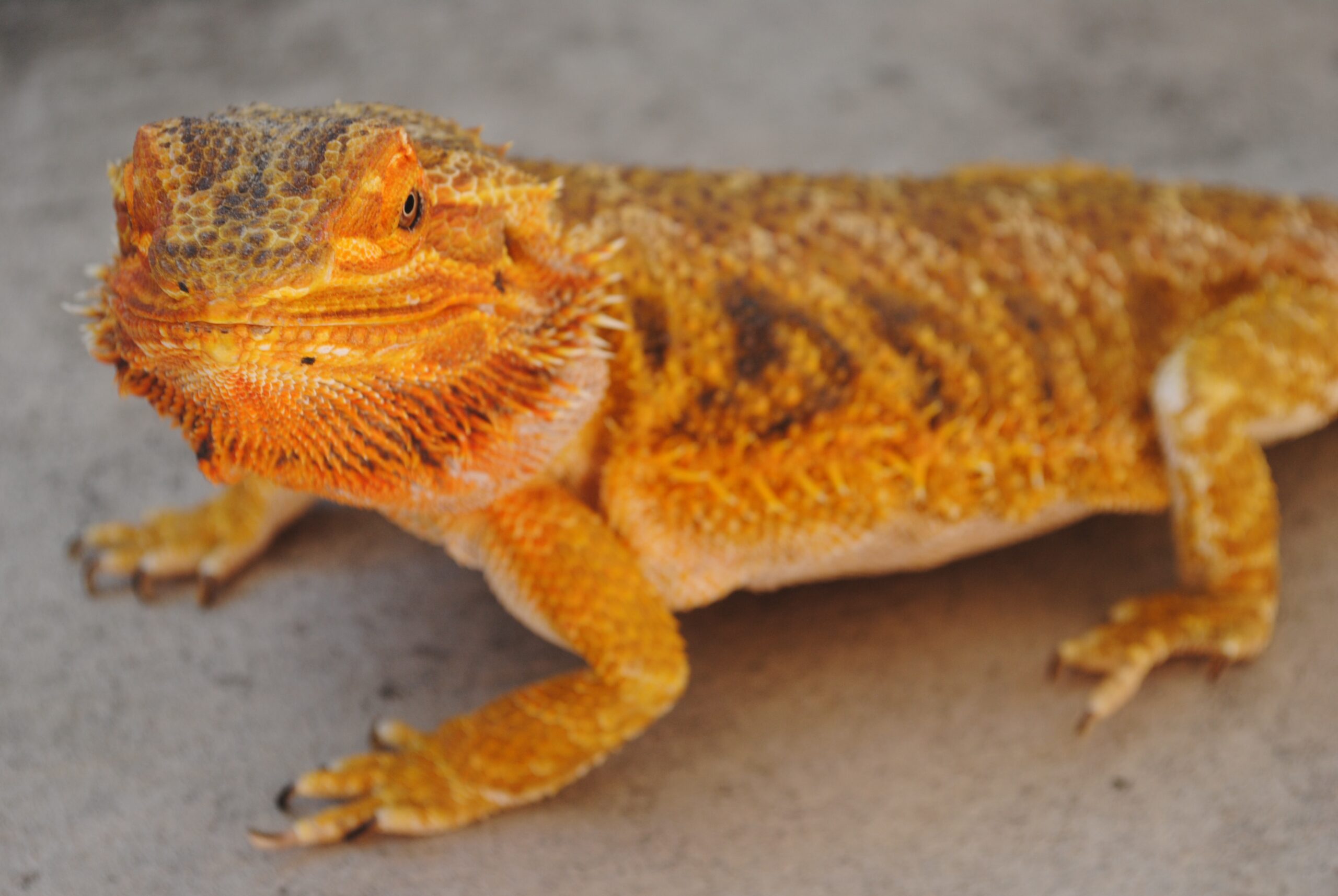 Unlock the Ultimate Guide to Bearded Dragons: Explore their history, habits, diet, behavior, and expert care tips