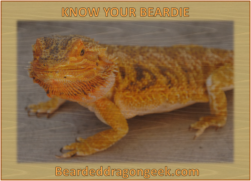 know your dragon www.beardeddragongeek.com