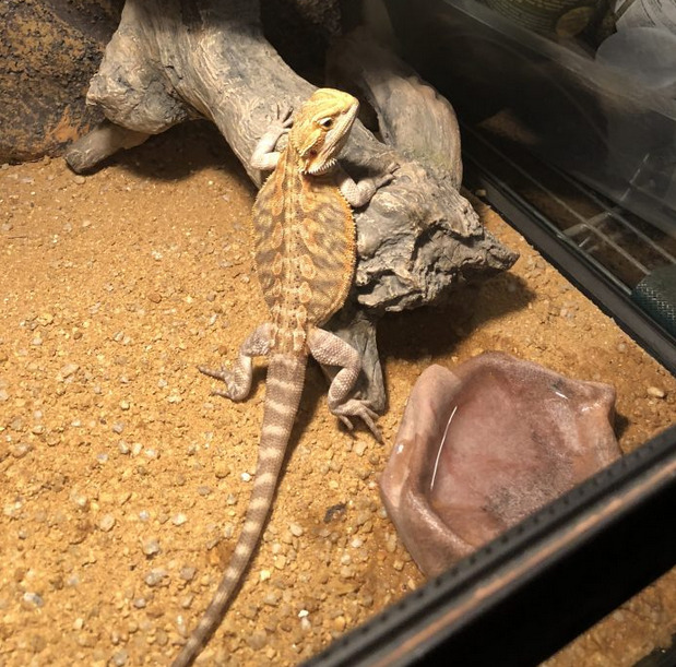 How do i give calcium to bearded dragon?
