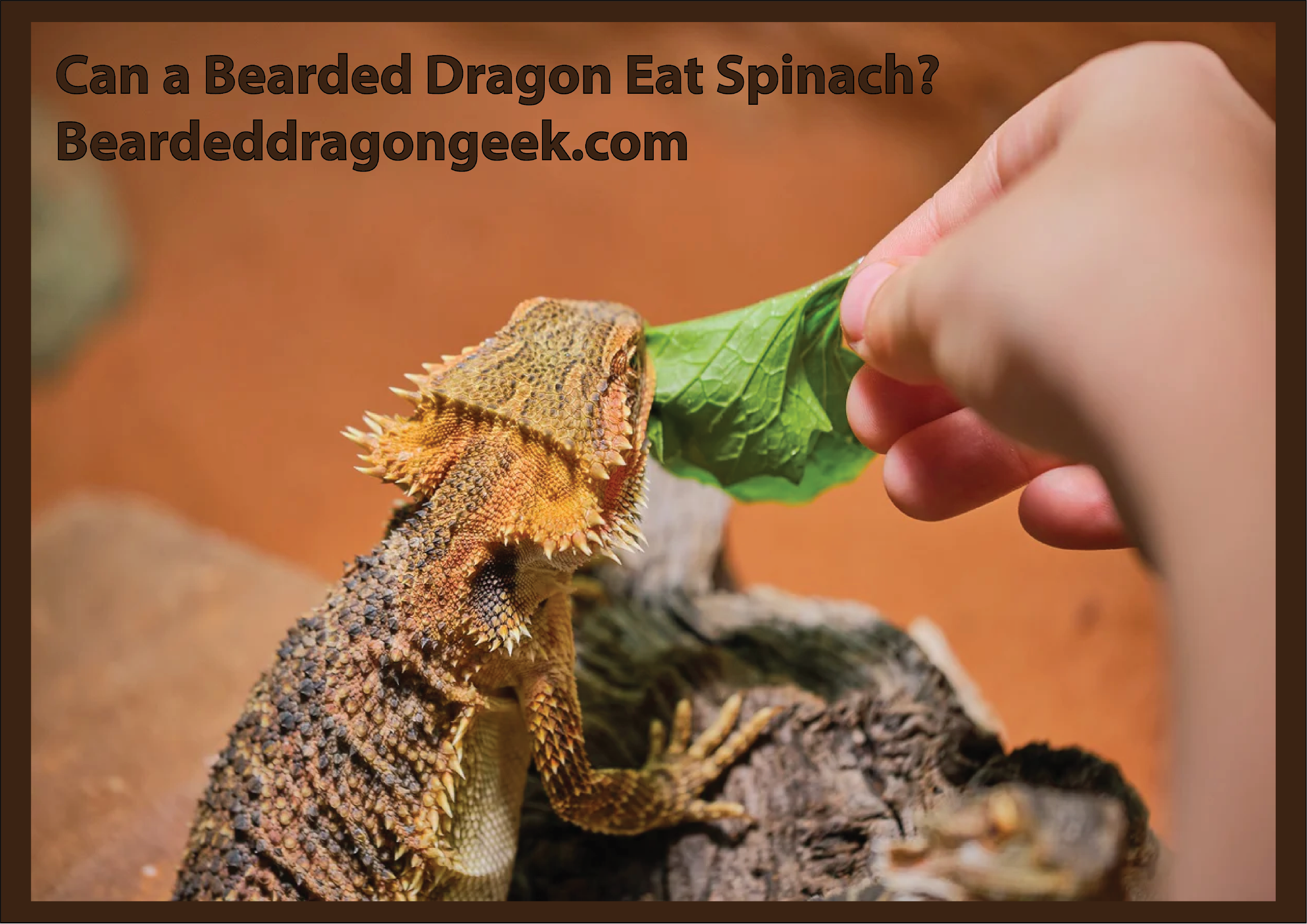 Can a bearded dragon eat spinach? beardeddragongeek,com
