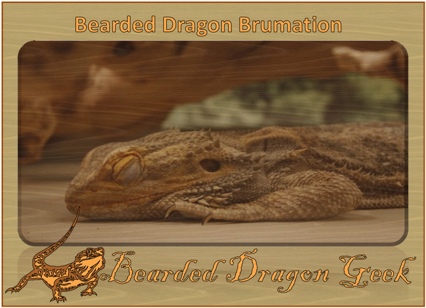 bearded dragon brumation beardeddragongeek.com