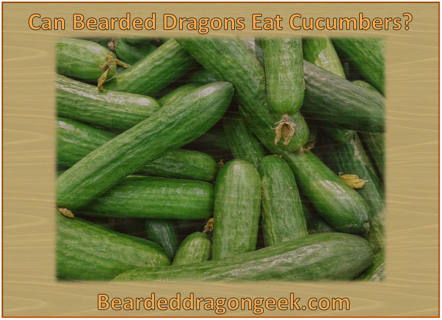 can bearded dragons eat cucumbers? beardeddragongeek.com