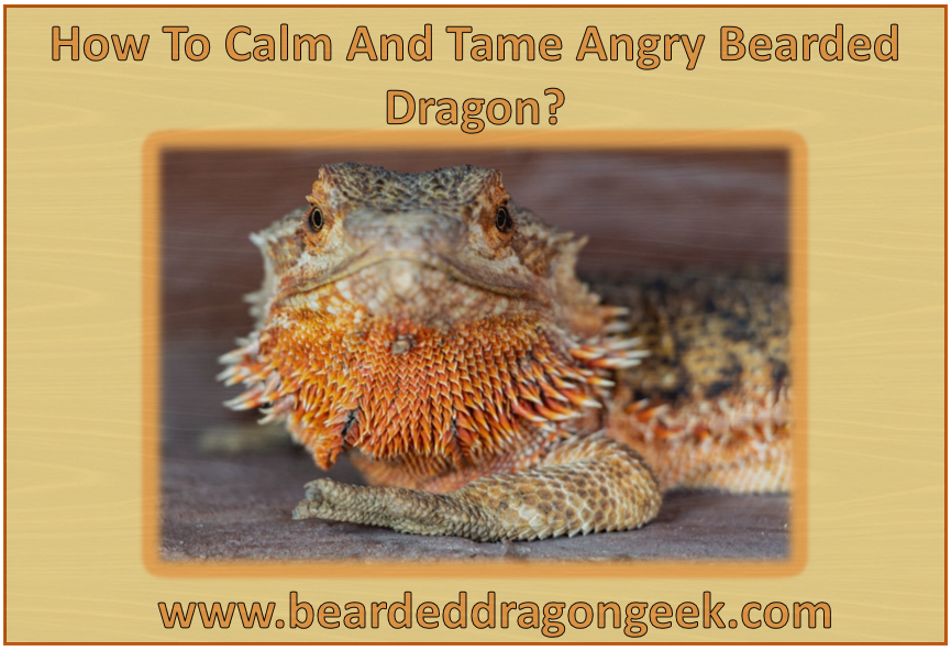 How To Calm And Tame Angry Bearded Dragon beareddragongeek.com
