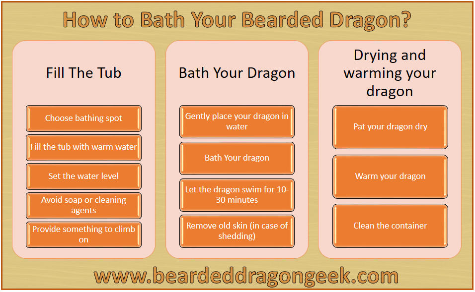 bearded dragon bath beardeddragongeek.com