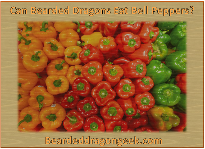 can bearded dragons eat bell peppers? beardeddragongeek.com