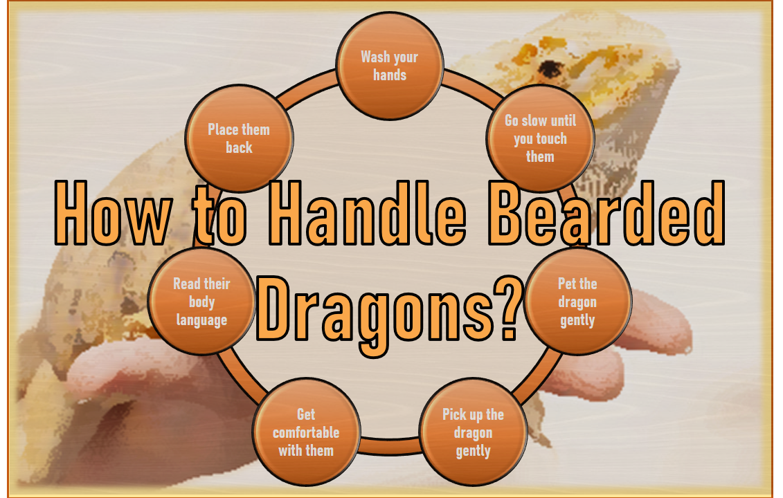howt to handle a bearded dragon? beardeddragongeek.com