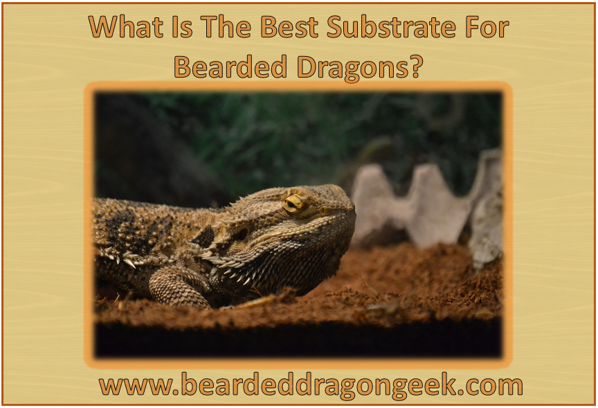 best substrate for bearded dragon beardeddragongeek.com