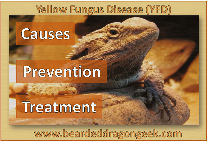 yellow fungus disease in bearded dragons beardeddragongeek.com
