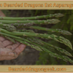 can bearded dragons eat asparagus? beardeddragongeek.com