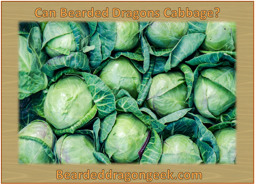 Can Bearded Dragons Eat Cabbage? beardeddragongeek.com