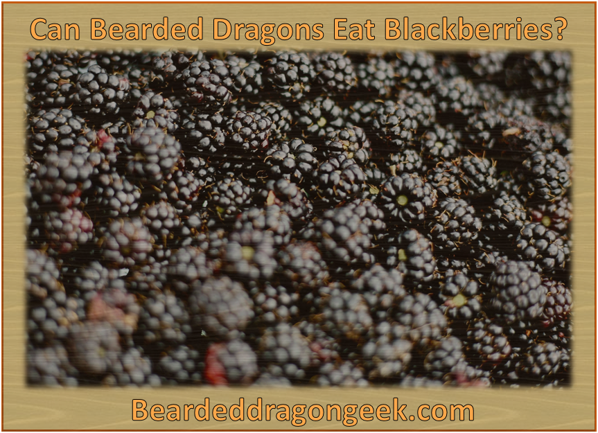 Can Bearded Dragons Eat Blackberries? beardeddragongeek.com