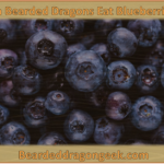 can bearded dragons eat blueberries beardeddragongeek.com