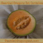 Can Bearded Dragons Eat Cantaloupe? beardeddragongeek.com