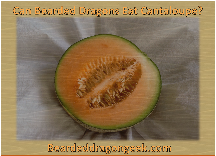 Can Bearded Dragons Eat Cantaloupe? beardeddragongeek.com