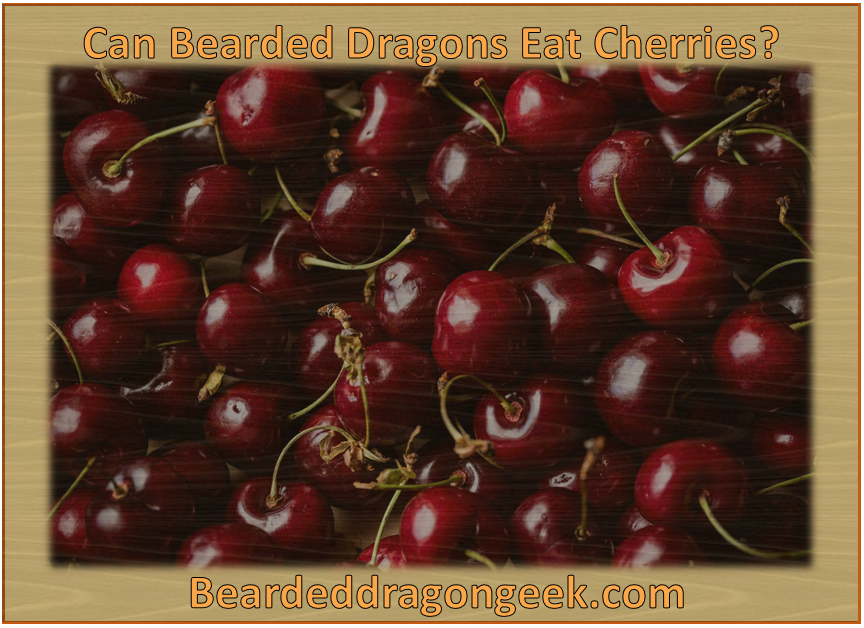 can bearded dragons eat cherries? beardeddragongeek.com