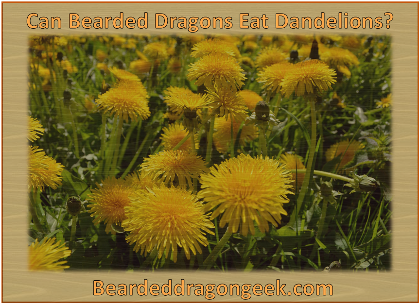 can bearded dragons eat dandelions? beardeddragongeek.com