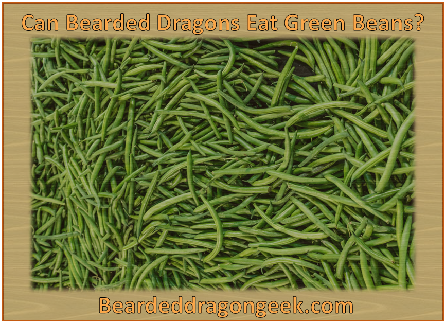 can bearded dragons eat green beans? beardeddragongeek.com