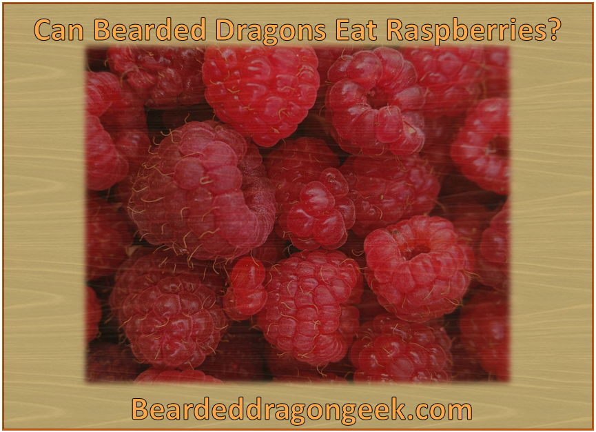 Can Bearded Dragons Eat Raspberries? beardeddragongeek.com