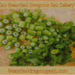can bearded dragons eat celery? beardeddragongeek.com