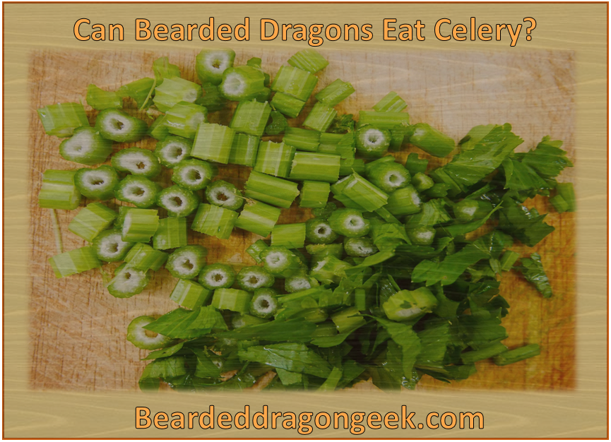 can bearded dragons eat celery? beardeddragongeek.com