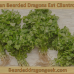 Can Bearded Dragons Eat Cilantro? beardeddragongeek.com