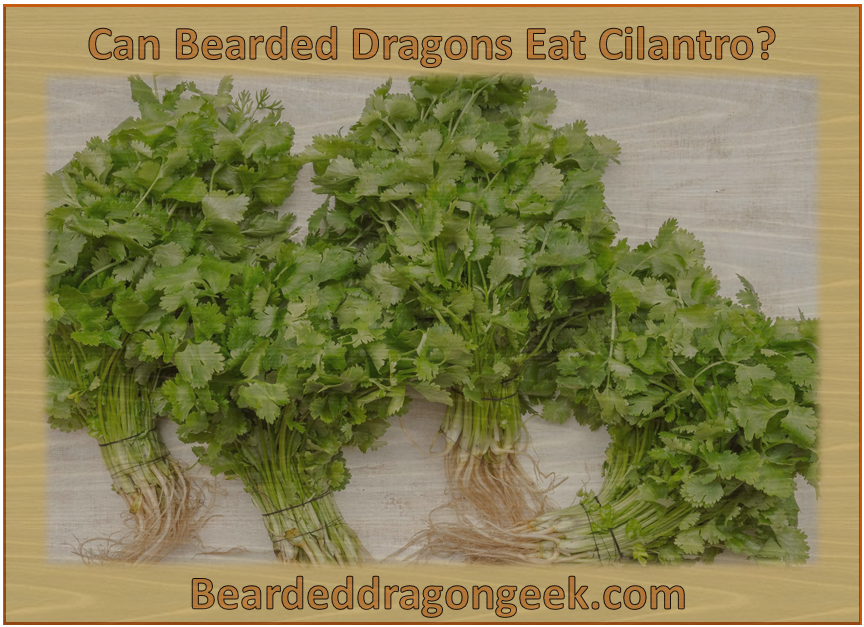 Can Bearded Dragons Eat Cilantro? beardeddragongeek.com