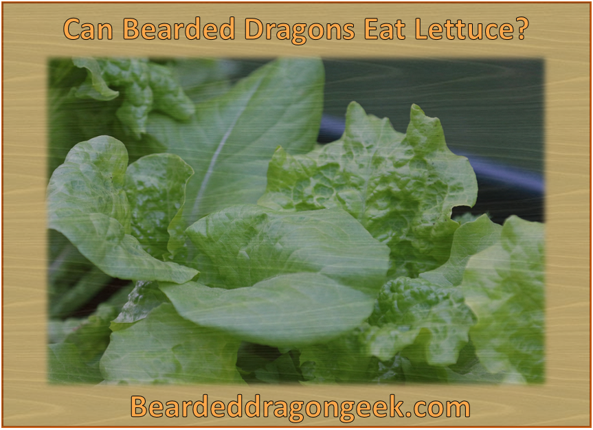 can bearded dragons eat lettuce? beardeddragongeek.com